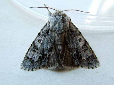 Light Knot Grass